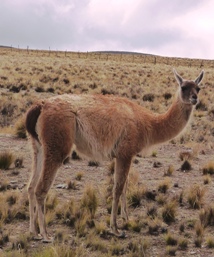 Guanaco