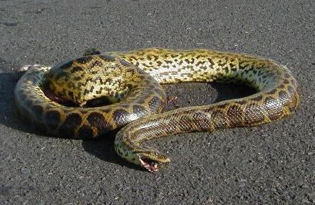 Anaconda