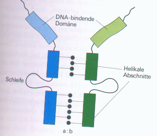 Amphi.jpg (32749 Byte)